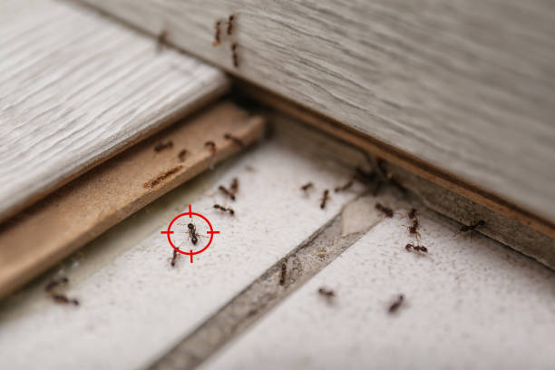 Best Cockroach Control Services  in Delft Colony, CA