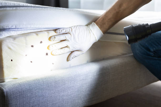 Best Residential Pest Control  in Delft Colony, CA