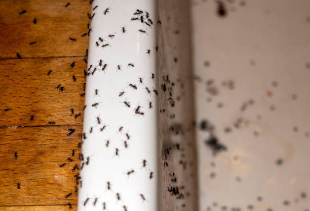 Best Rat Extermination Near Me  in Delft Colony, CA